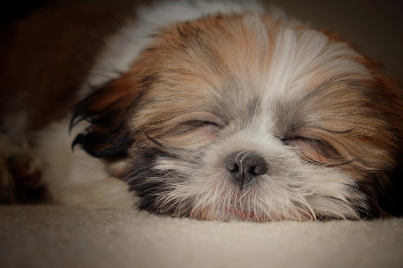 Sleeping Shih Tzu Puppy