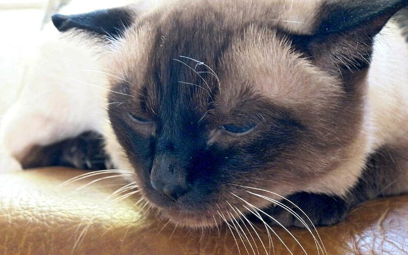 sleeping siamese cat