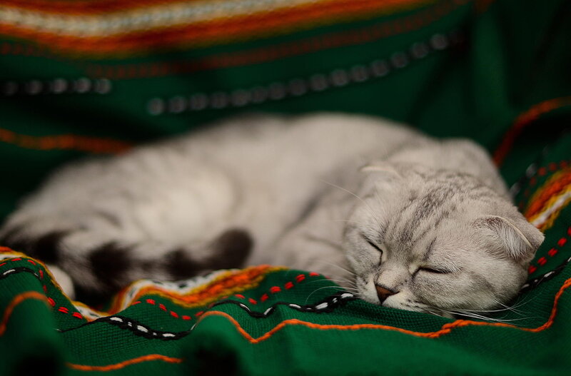 Sleeping Silver Cat