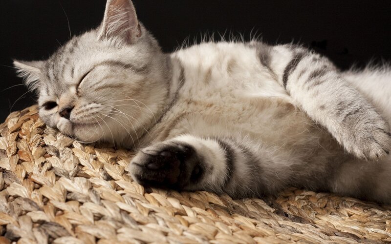 Sleeping silver tabby cat