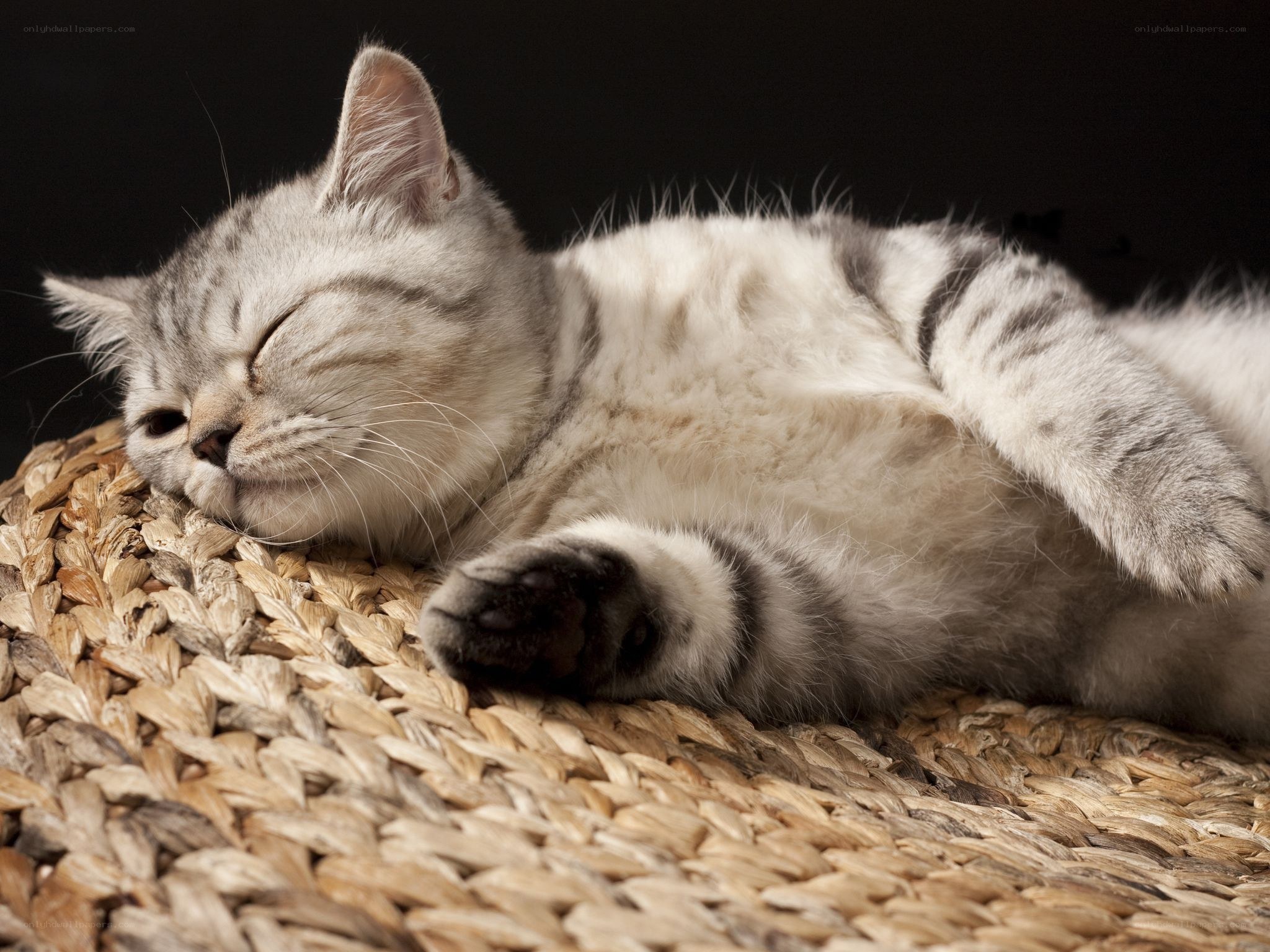 Sleeping silver tabby cat