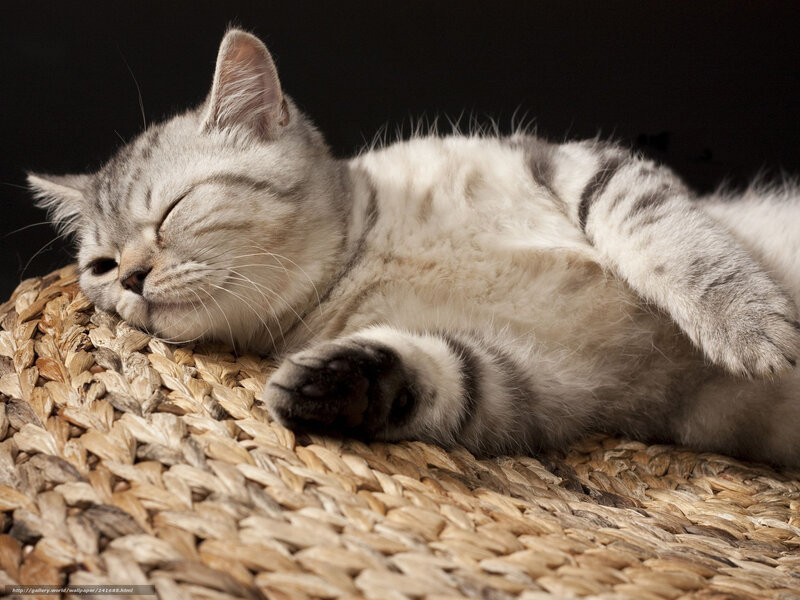 Sleeping silver tabby cat