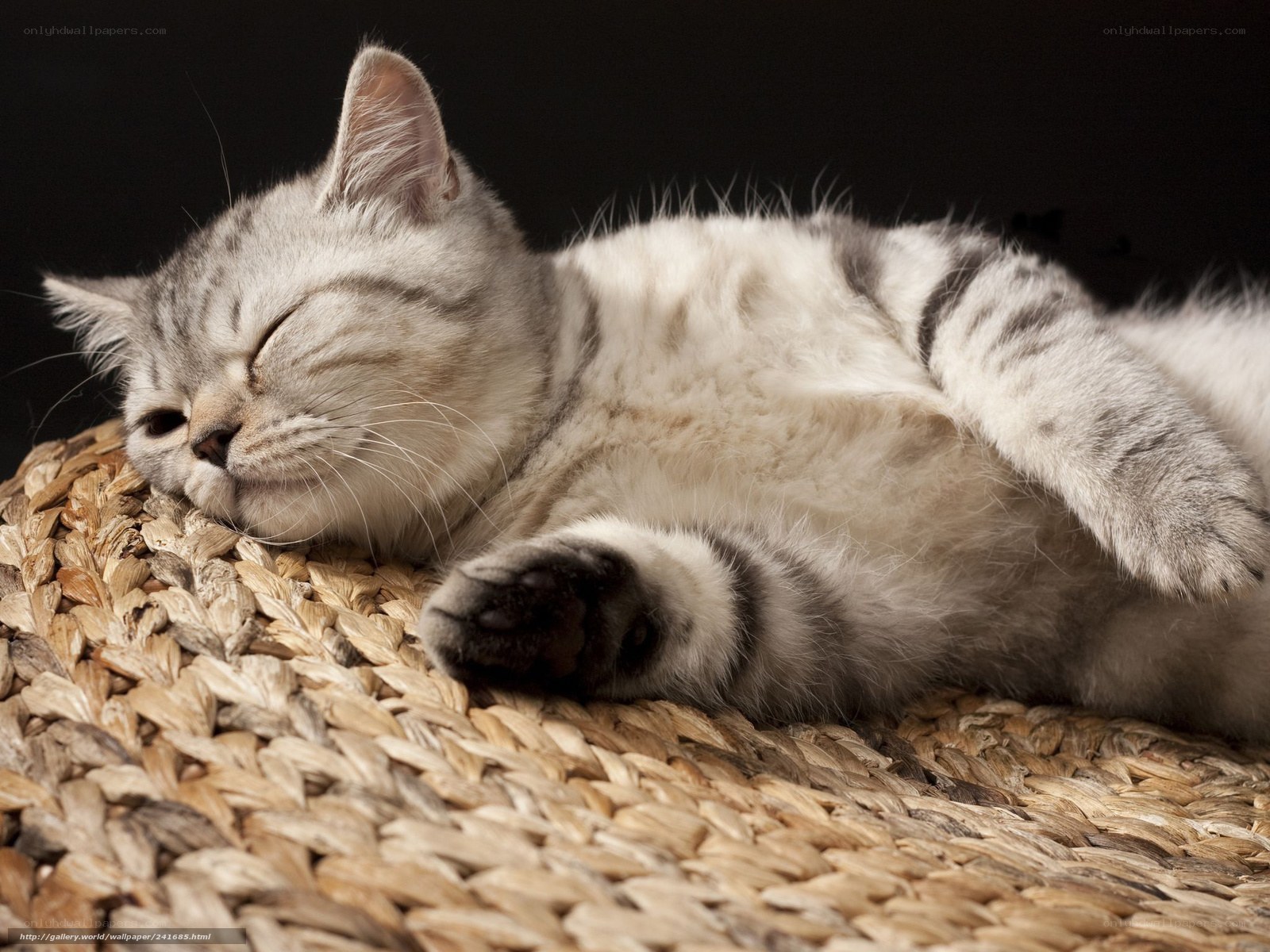 Sleeping silver tabby cat