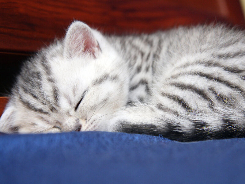 Sleeping Silver Tabby Kitten — Gray