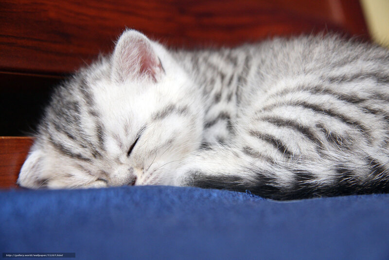 Sleeping silver tabby kitten