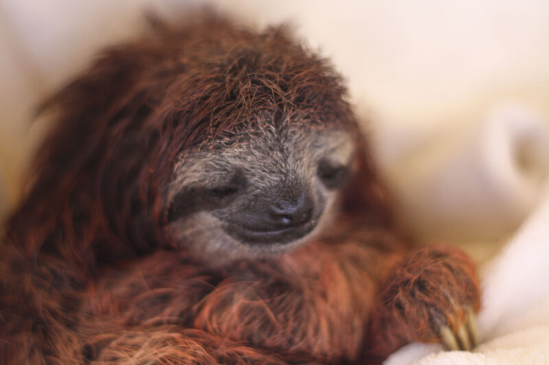 sleeping sloth cub