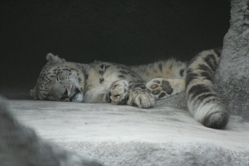 Sleeping snow leopard cub