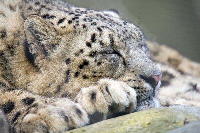 Sleeping Snow Leopard