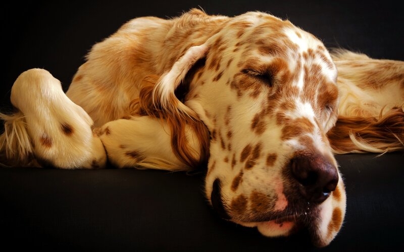 Sleeping Spaniel Dog