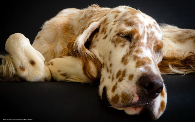 Sleeping Spaniel Dog — White