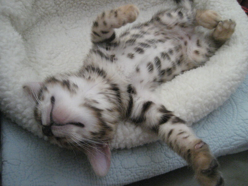 sleeping spotted kitten