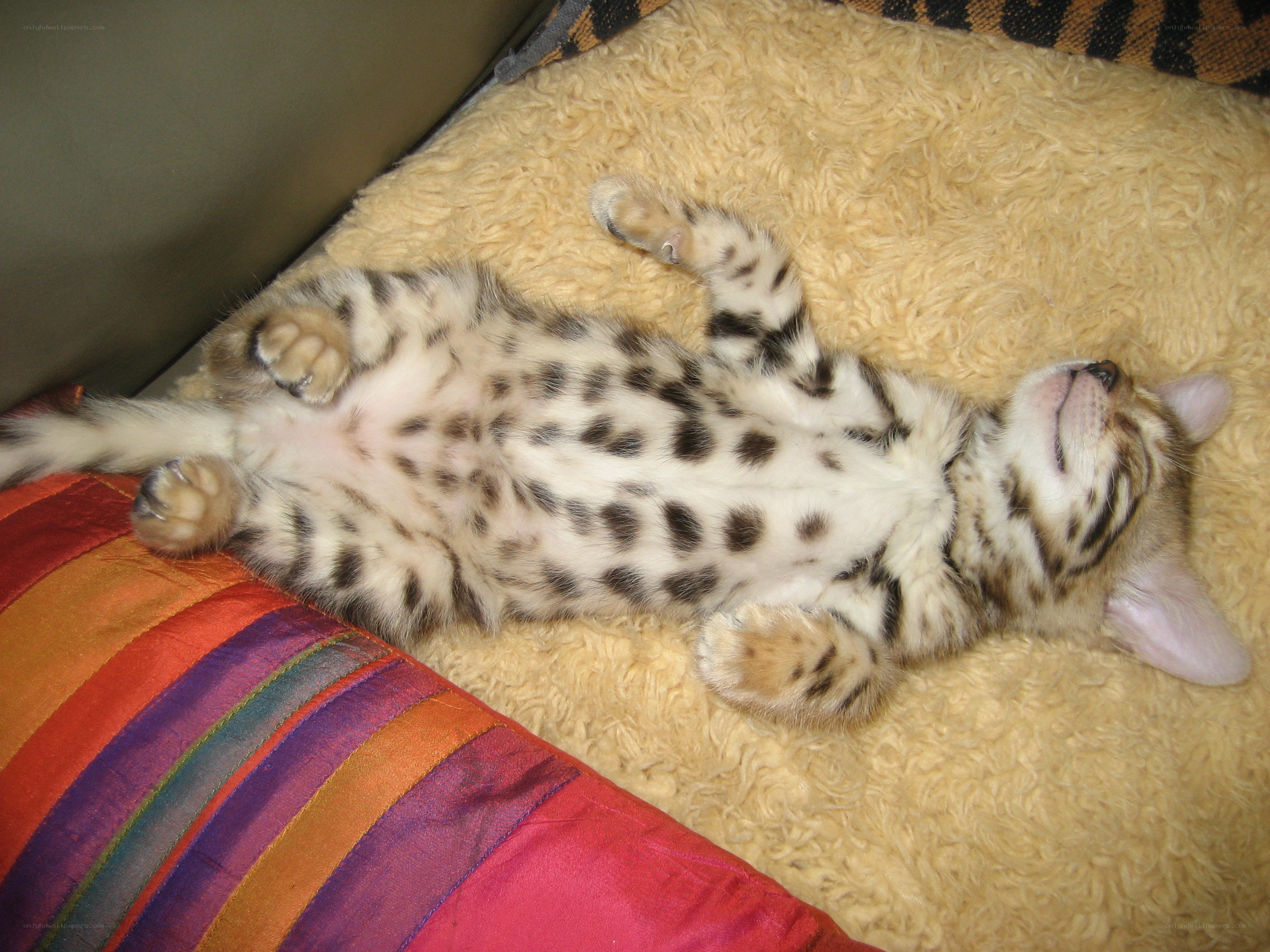sleeping spotted kitten