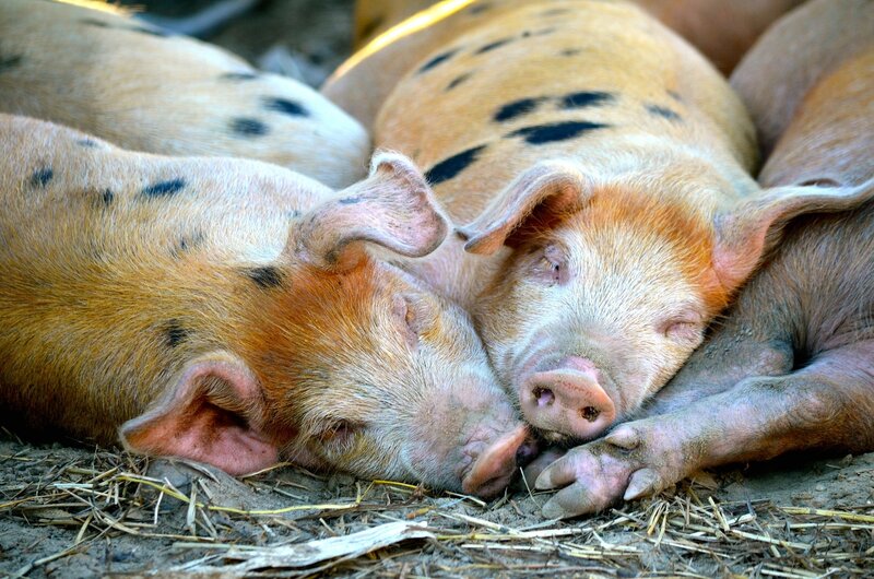 Sleeping Spotted Pigs