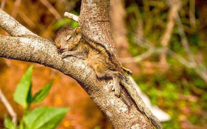 Sleeping Squirrel on Branch — Brown