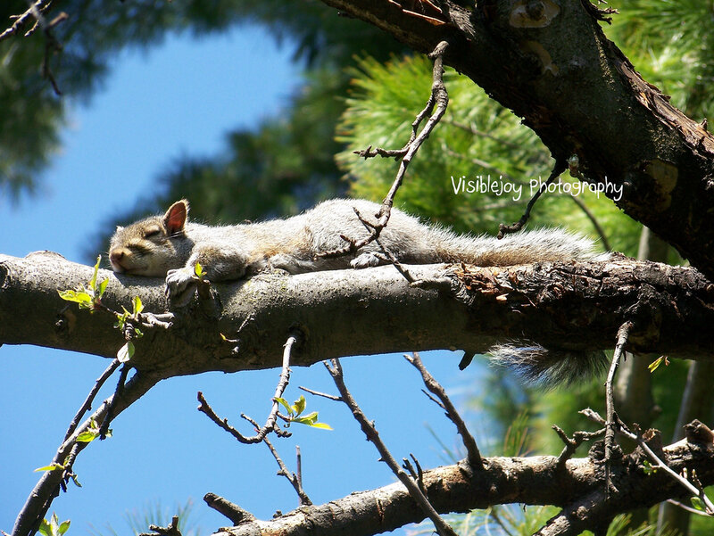 Sleeping Squirrel on Branch