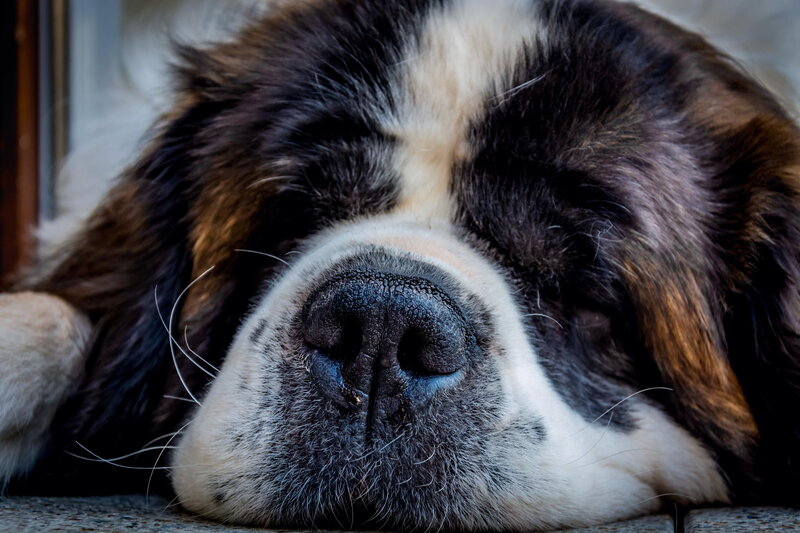 Sleeping St Bernard Dog — Black