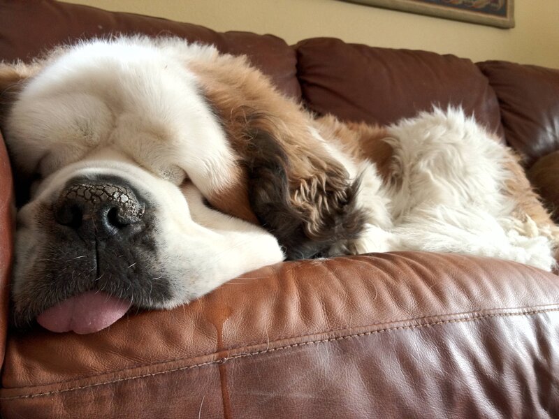 Sleeping St Bernard Dog