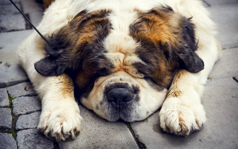 Sleeping St Bernard Dog — White