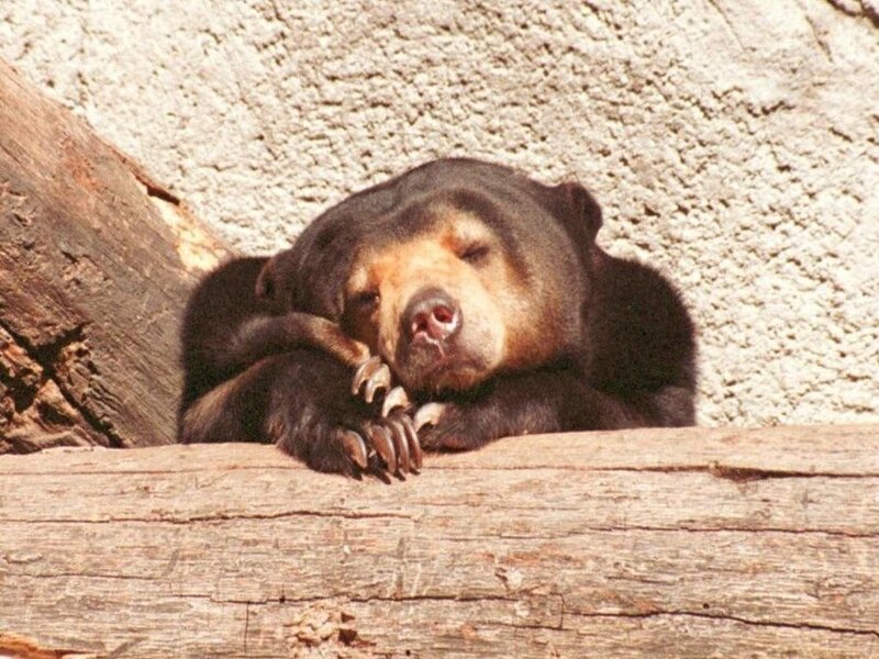 Sleeping sun bear on log