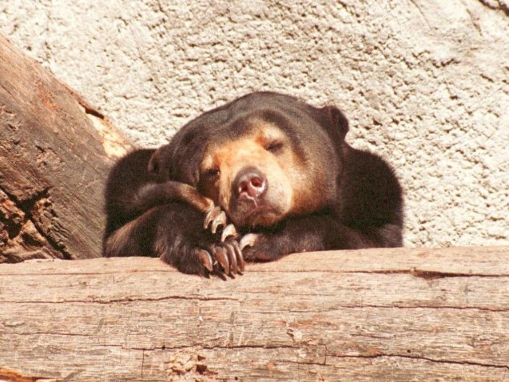 Sleeping sun bear on log