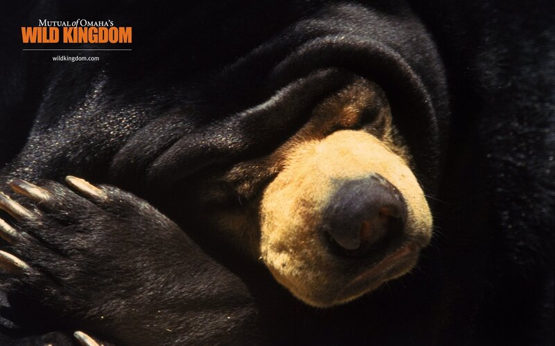 Sleeping Sun Bear