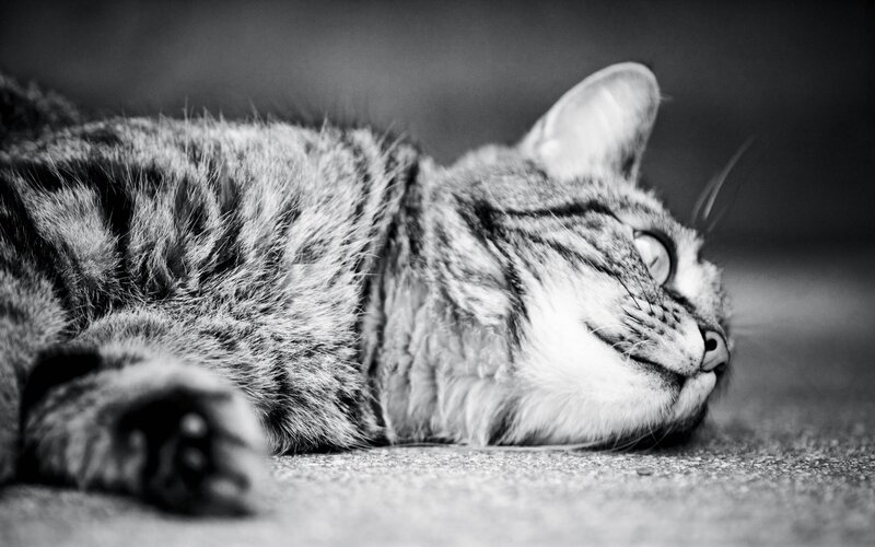 sleeping tabby cat