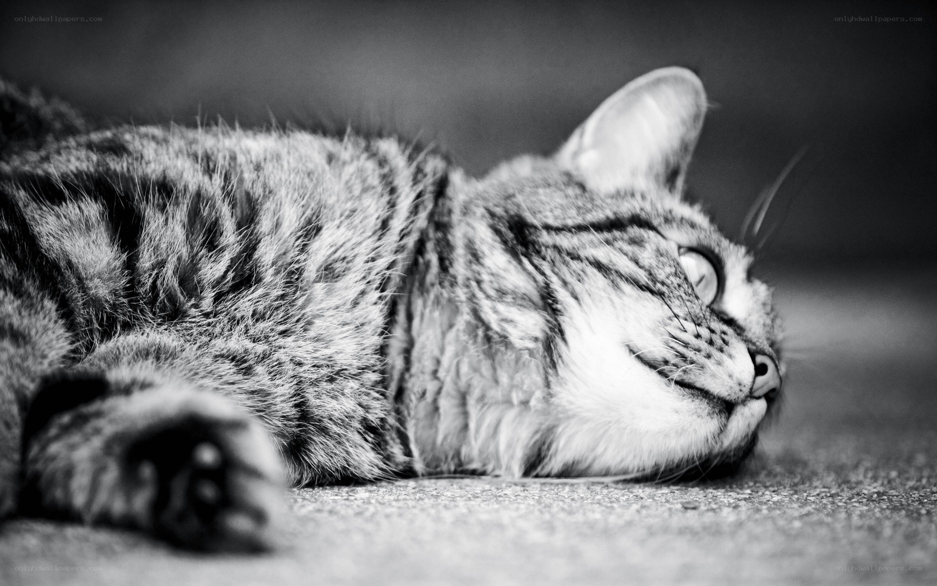 sleeping tabby cat