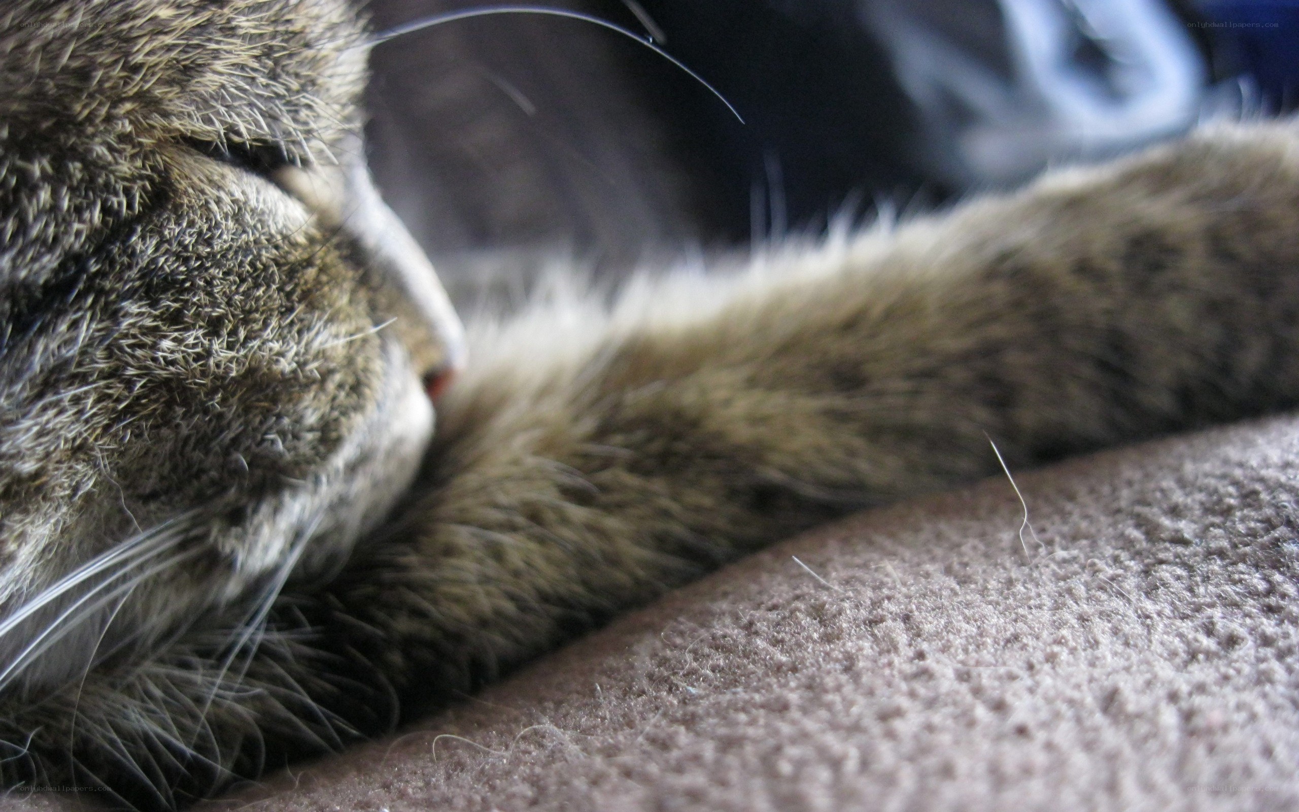 sleeping tabby cat