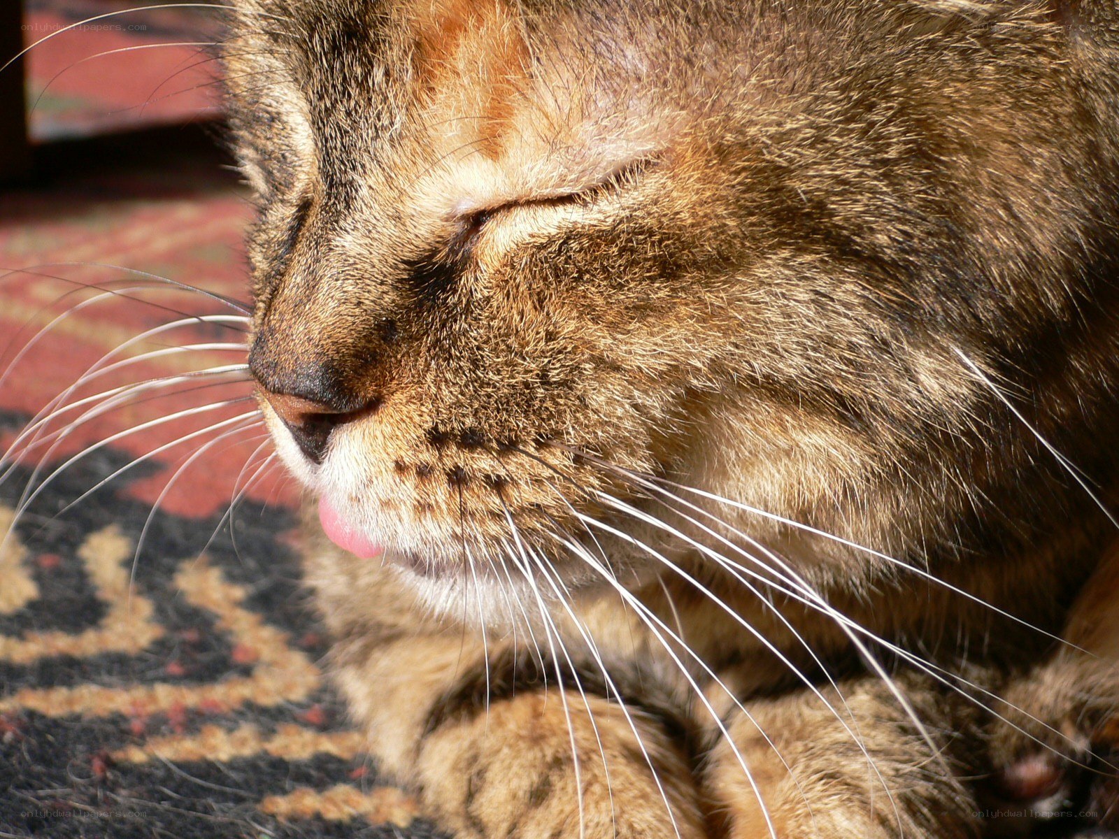 sleeping tabby cat