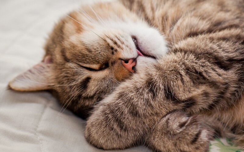 Sleeping tabby cat