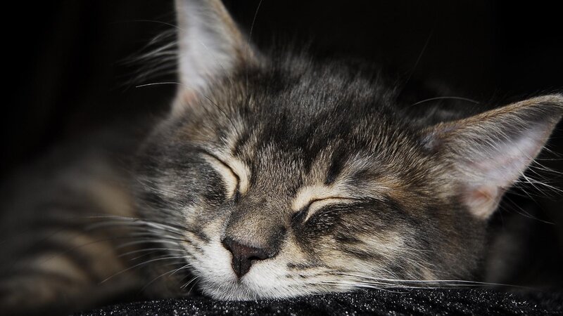 sleeping tabby cat