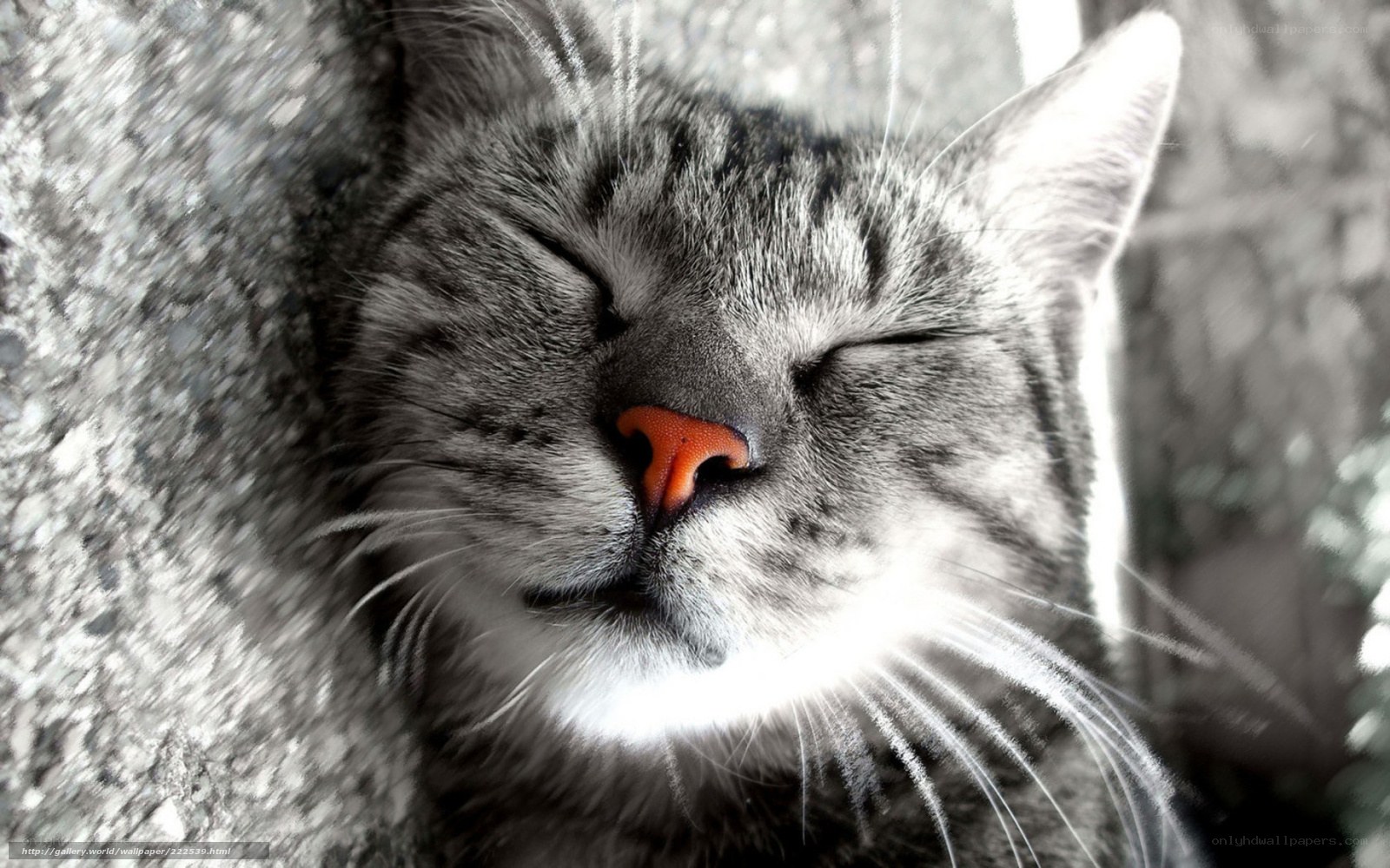 sleeping tabby cat