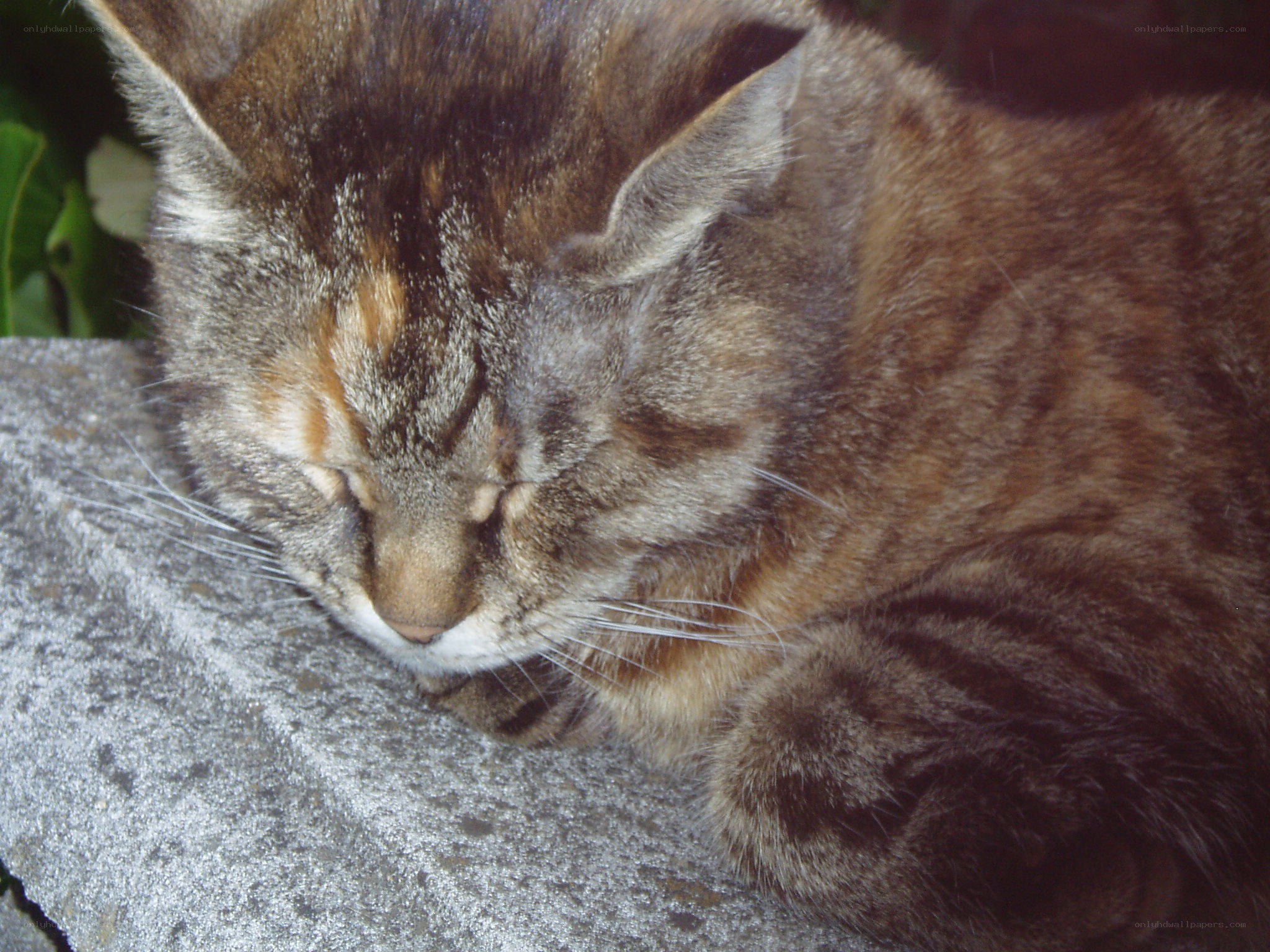 Sleeping tabby cat