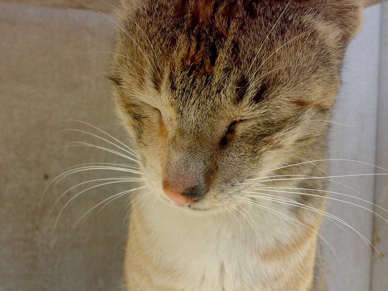 sleeping tabby cat