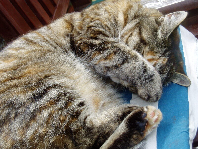 Sleeping tabby cat