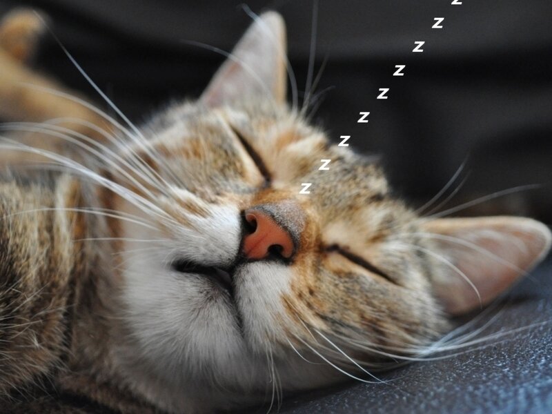 sleeping tabby cat