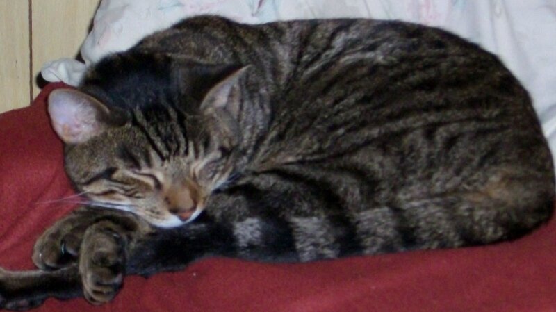 Sleeping tabby cat