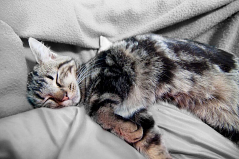 Sleeping tabby cat