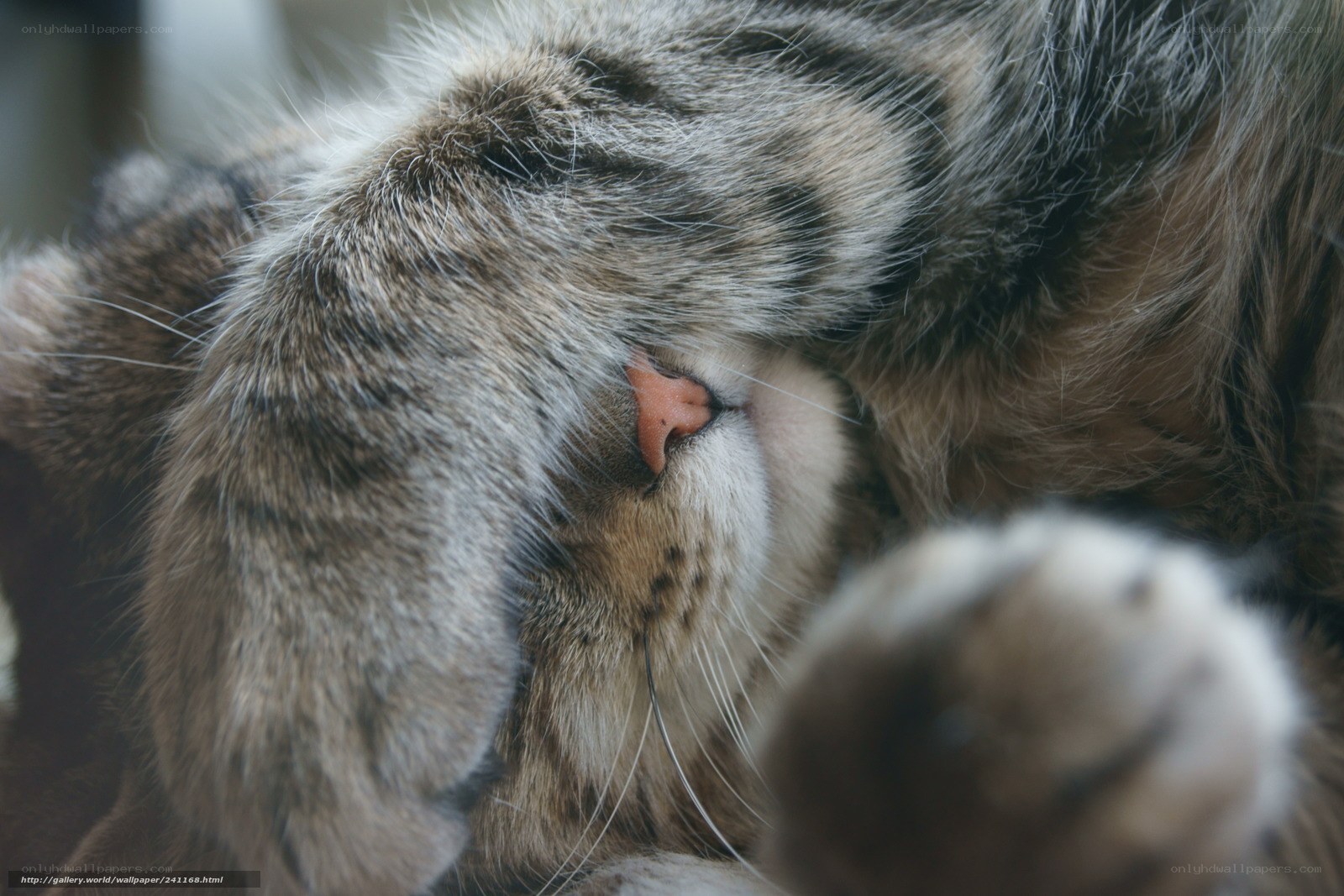 Sleeping tabby cat
