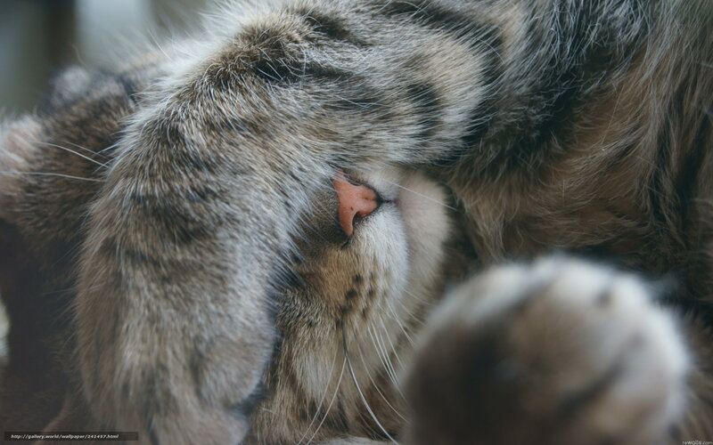 sleeping tabby cat
