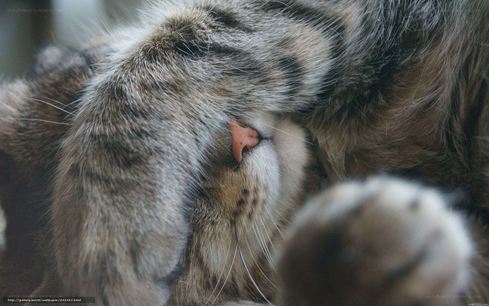 sleeping tabby cat
