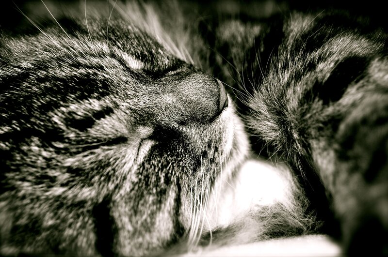 sleeping tabby cat