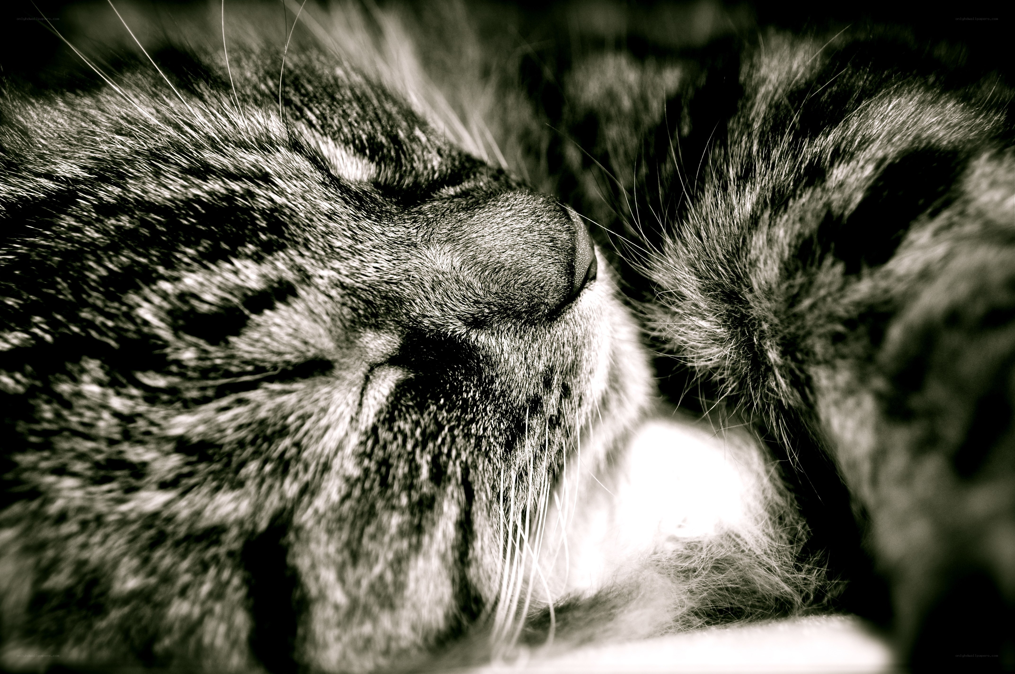 sleeping tabby cat