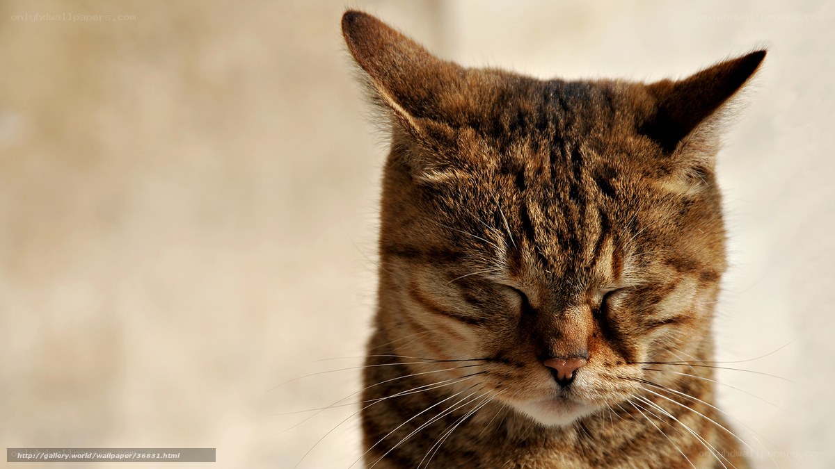 sleeping tabby cat