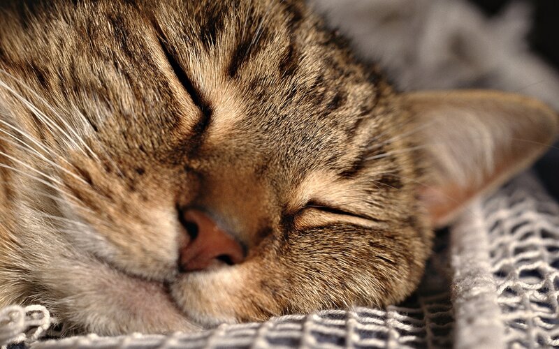 Sleeping tabby cat