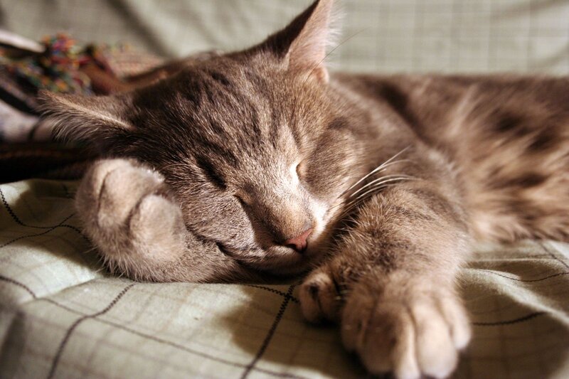 Sleeping tabby cat