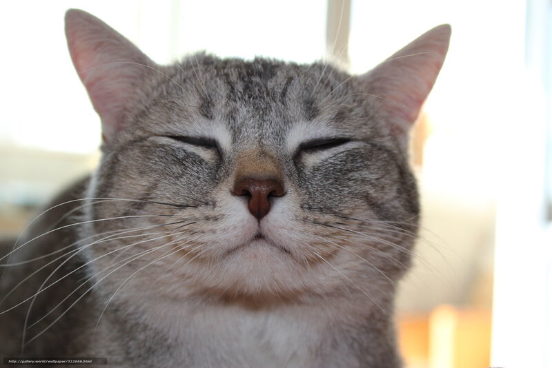 sleeping tabby cat