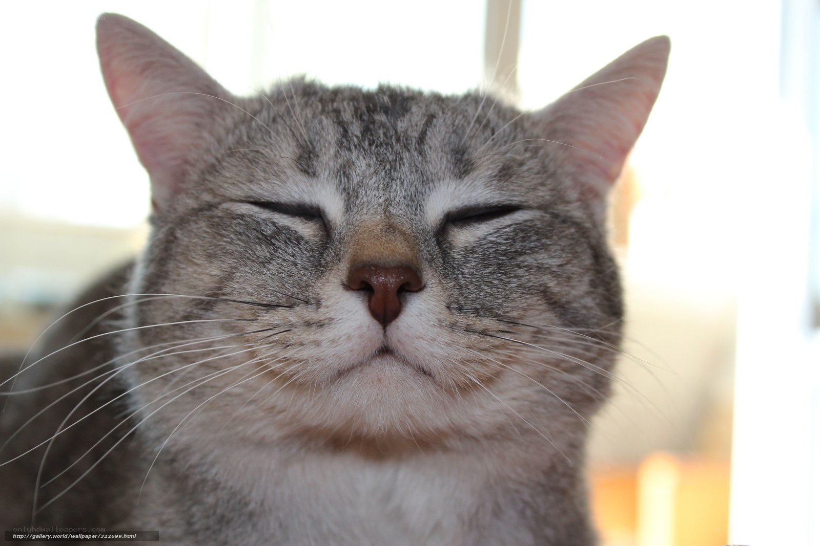 sleeping tabby cat