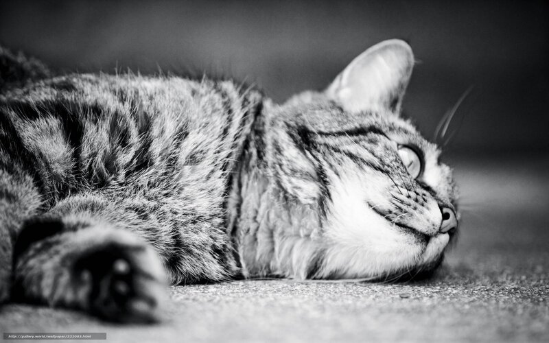 sleeping tabby cat
