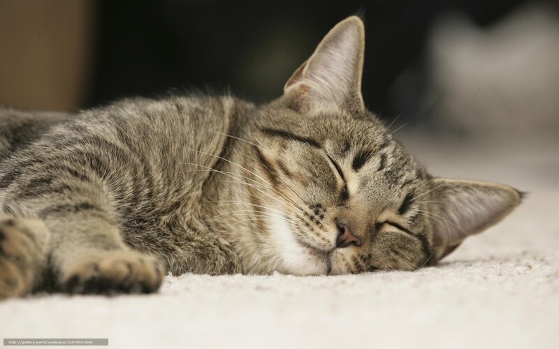 sleeping tabby cat